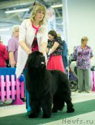 Превью фото № 185484