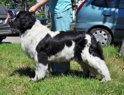 Превью фото № 185532