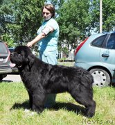 Превью фото № 185535