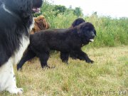 Превью фото № 185545