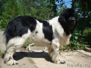 Превью фото № 185566