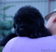 Превью фото № 185574