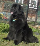 Превью фото № 185594