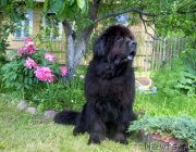 Превью фото № 185619