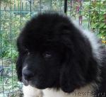 Превью фото № 18564