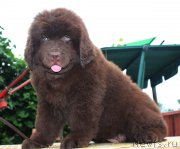 Превью фото № 185640