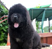 Превью фото № 185647