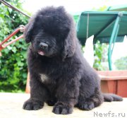 Превью фото № 185650