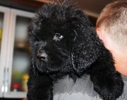 Превью фото № 185652