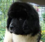 Превью фото № 18568