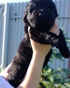 Превью фото № 185685