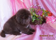 Превью фото № 185694