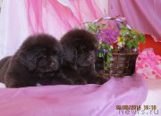 Превью фото № 185699