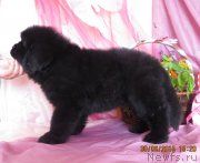 Превью фото № 185700