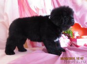 Превью фото № 185709