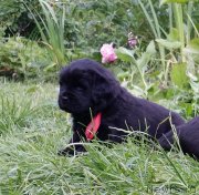 Превью фото № 185738