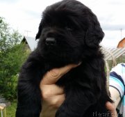 Превью фото № 185748