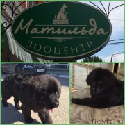 Превью фото № 185859