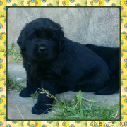 Превью фото № 185901