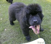 Превью фото № 185913