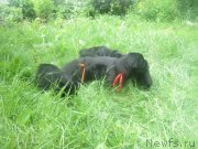 Превью фото № 185926