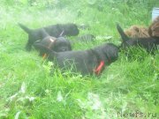 Превью фото № 185927