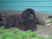 Превью фото № 185999