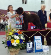 Превью фото № 186000