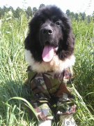 Превью фото № 186174