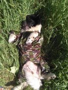 Превью фото № 186175