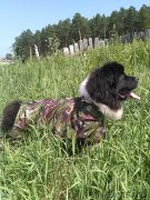 Превью фото № 186176