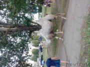 Превью фото № 186183