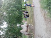 Превью фото № 186184