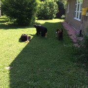 Превью фото № 186188