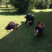 Превью фото № 186189