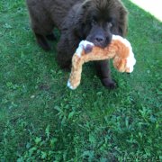 Превью фото № 186190