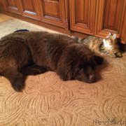 Превью фото № 186193