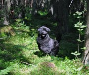 Превью фото № 186202