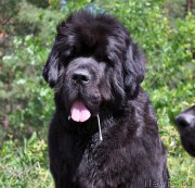 Превью фото № 186205