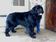 Превью фото № 186239