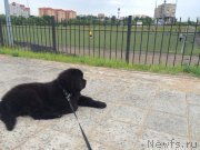 Превью фото № 186292