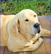 Превью фото № 186335