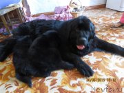 Превью фото № 186339