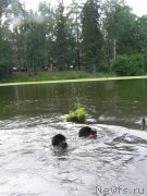 Превью фото № 186342