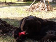 Превью фото № 186385