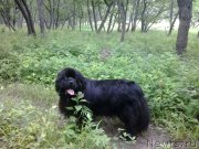 Превью фото № 186414