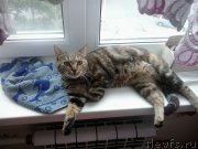 Превью фото № 186415