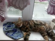 Превью фото № 186416