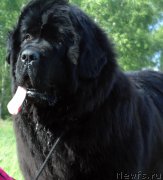 Превью фото № 186421