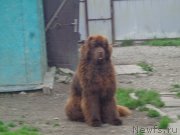 Превью фото № 186454